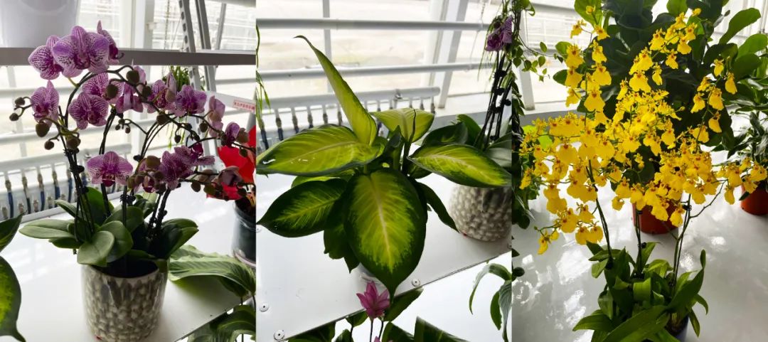 东信花卉的部分花卉产品