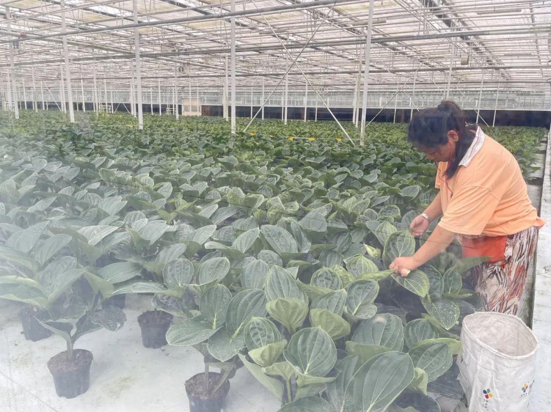 工作人员在种植区工作