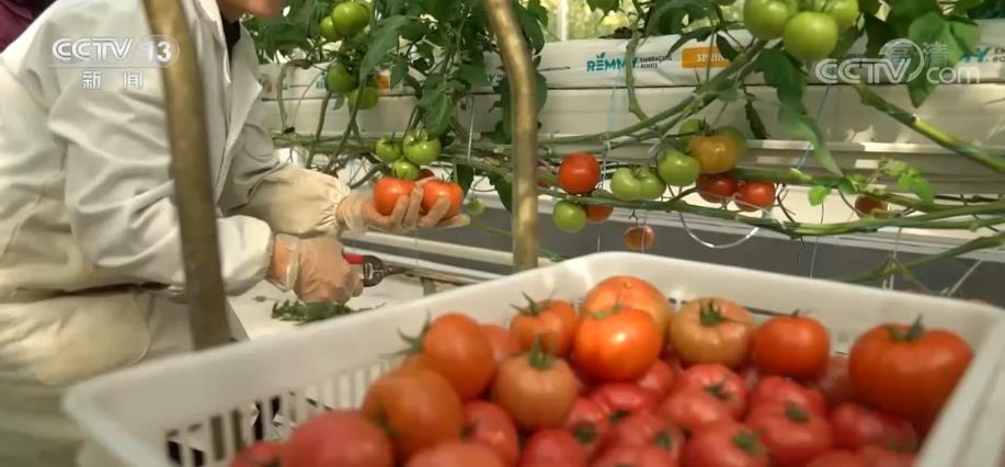 在河南这个占地50亩的富碳蔬菜工厂里，近1.7万株番茄，每隔7天就会迎来新一穗的成熟。和普通大田番茄不同的是，这些番茄生长不需要任何土壤，热电厂排放的二氧化碳就是它的“一日三餐”。