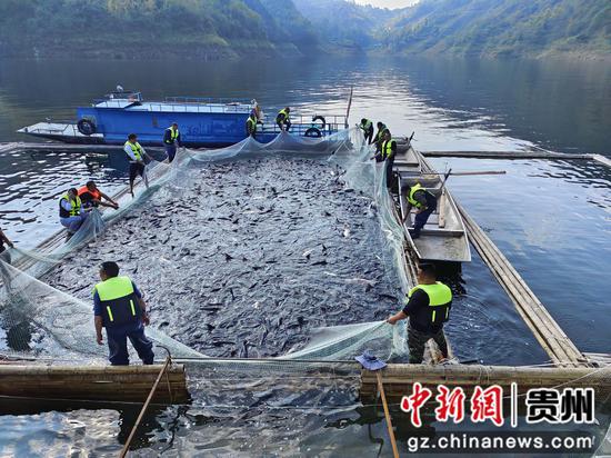 黔中平寨水库大水面增值渔业起捕现场      袁堇峰摄