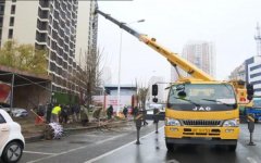 津南区冬季苗木补植移栽工作全面展开