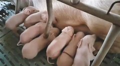 津南区机器人自动化“孕育”克隆猪技术获金奖