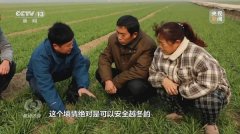 焦点访谈丨拼出来的丰收年 圆满完成了年初确定的确保全年粮食产量保持在1