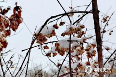 冬至日中东部多地冷如三九 东北仍有强降雪