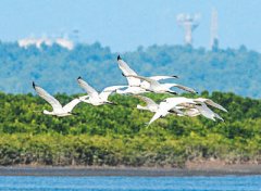 “昆明—蒙特利尔全球生物多样性框架”通过  生物多样性保护走向新起点