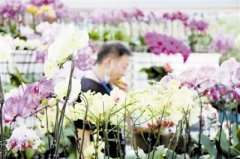 奇花异蕊争奇斗艳 价格实惠选择多多 新年将至 津城市民购花忙