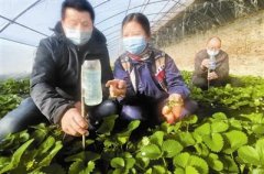 北辰区双街草莓园农技人员用旧矿泉水瓶做容器 利用气体挥发原理进行病虫害