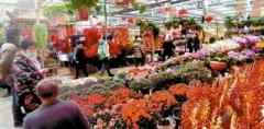 蓟州农贸市场年味渐浓 花卉市场销售升温