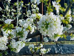 滨城“春来第一果”芬芳吐露醉乡村