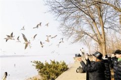 天津市滨海新区海河老码头附近聚集大量海鸥在此嬉戏觅食 吸引不少市民观赏