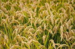 天津宝坻的这个镇申请出列，“挖呀挖呀挖”太上头