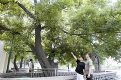 天津两棵树龄423岁的古槐