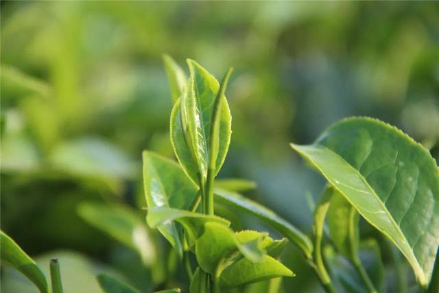 陆羽茶交所资讯,质量安全是茶行业行稳致远的根本